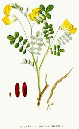 Hatchet Vetch - Coronilla emerus - Вязель